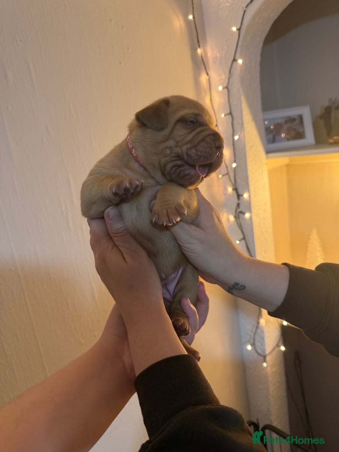 Dogue De Bordeaux dogs for sale: Beautiful Dogue De Bordeaux Puppies - Advert 26