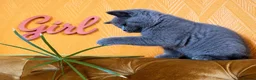 British Shorthair cats for sale: Chunky fluffy British Shorthair Kittens GCCF - Advert 4