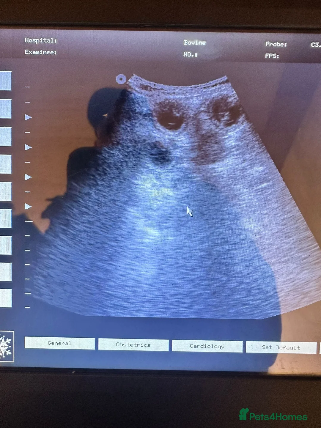 Norfolk Terrier dogs for sale: Awaiting beautiful norjacks  - Advert 1