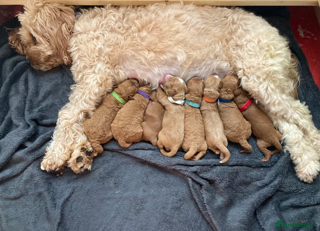 Toy Poodle dogs for stud: Kc health tested toy poodle for stud in Torpoint - Advert 20