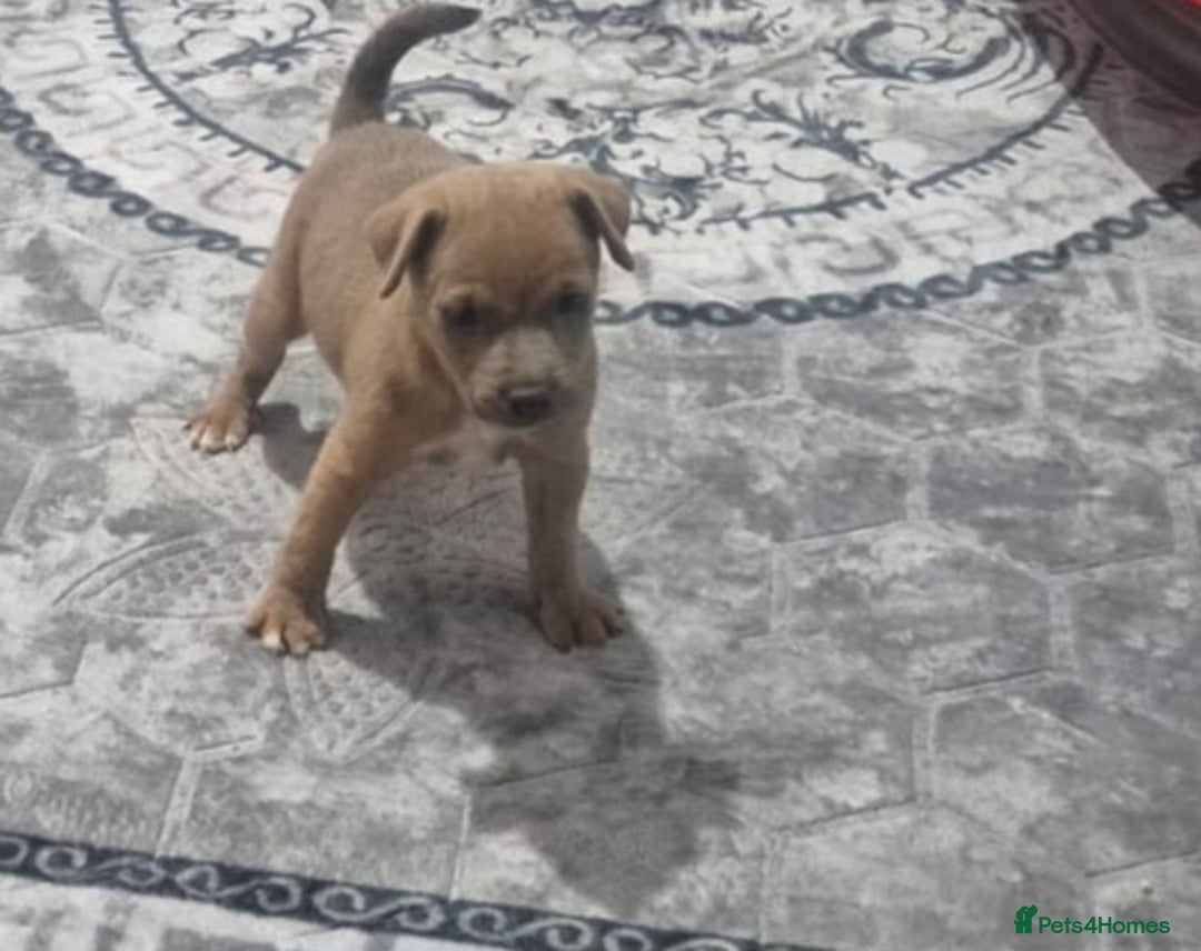 Jack Russell dogs for sale: Jack russell puppy's  - Image 15