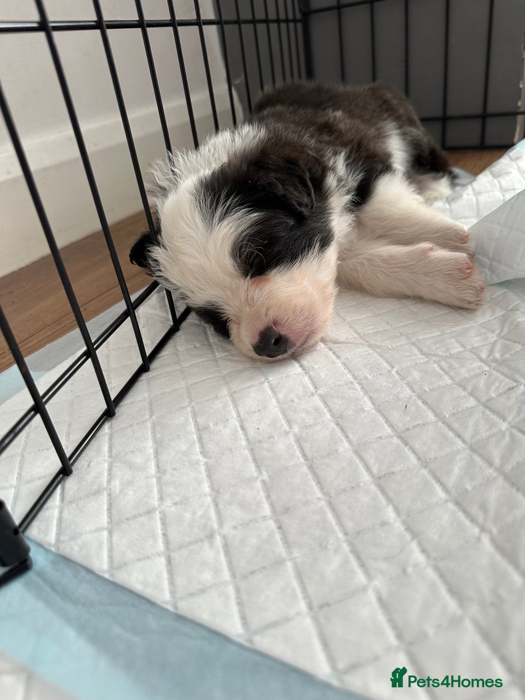 Border Collie dogs for sale: Beautiful Border collie Puppies - Image 13
