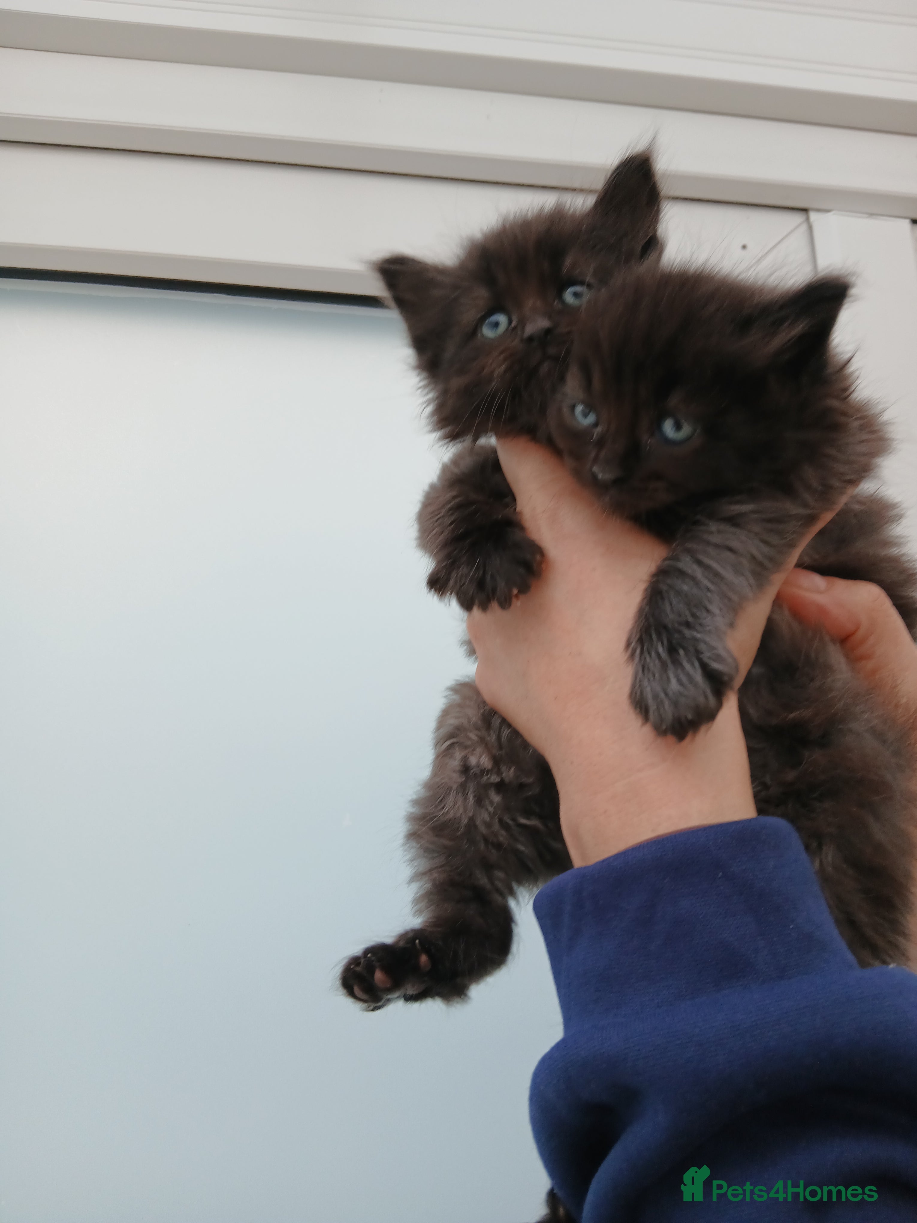 Maine Coon cats Maine coon xxx  - Advert 1