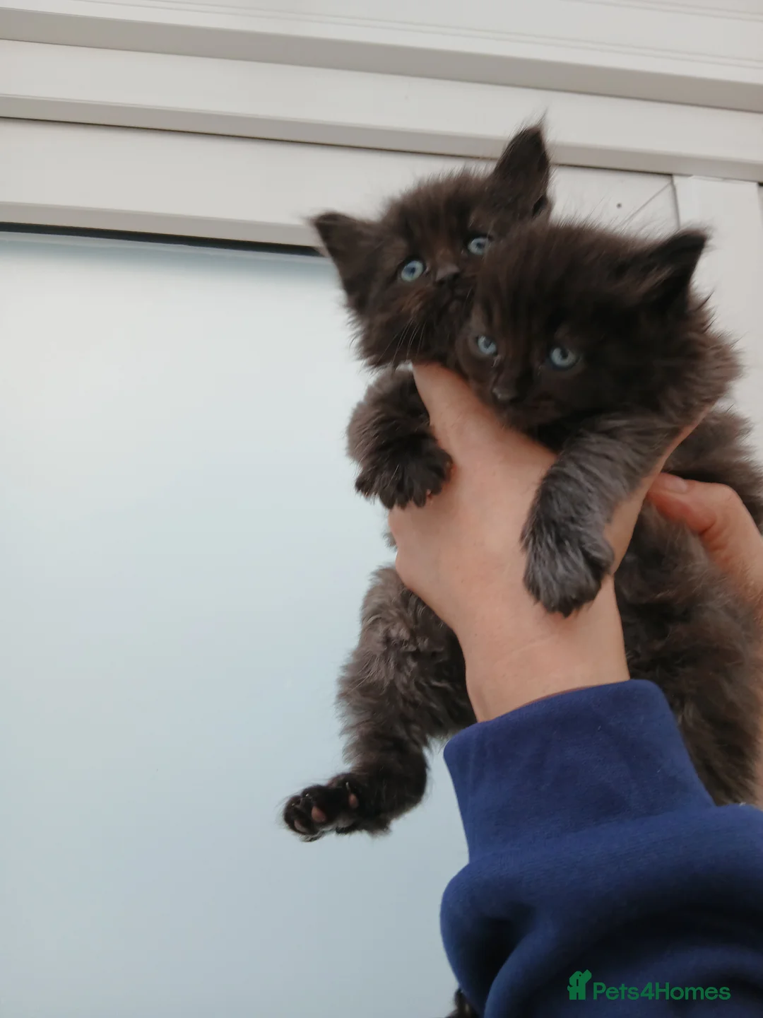 Maine Coon cats for sale: Maine coon xxx  - Advert 1