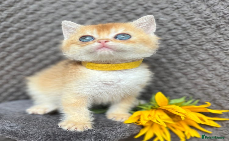 British Shorthair cats - Advert 10