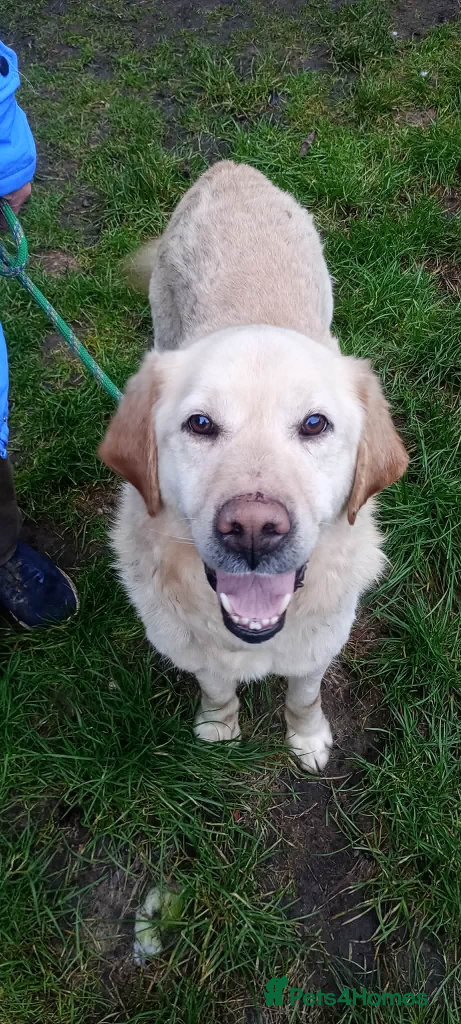 Labrador Retriever dogs Sweet Leo in Lincoln - Advert 2