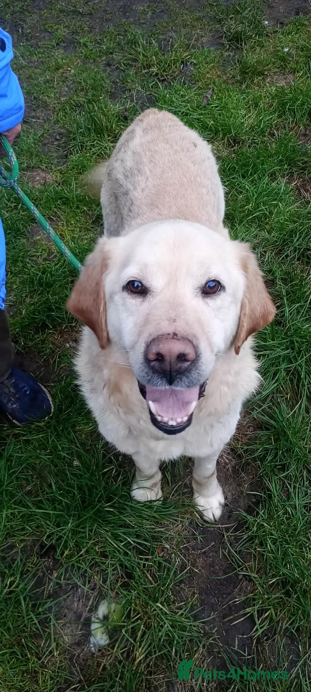 Labrador Retriever dogs for adoption: Sweet Leo in Lincoln - Advert 1