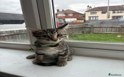 Bengal cats for sale: Bengal cross kittens - Image 4