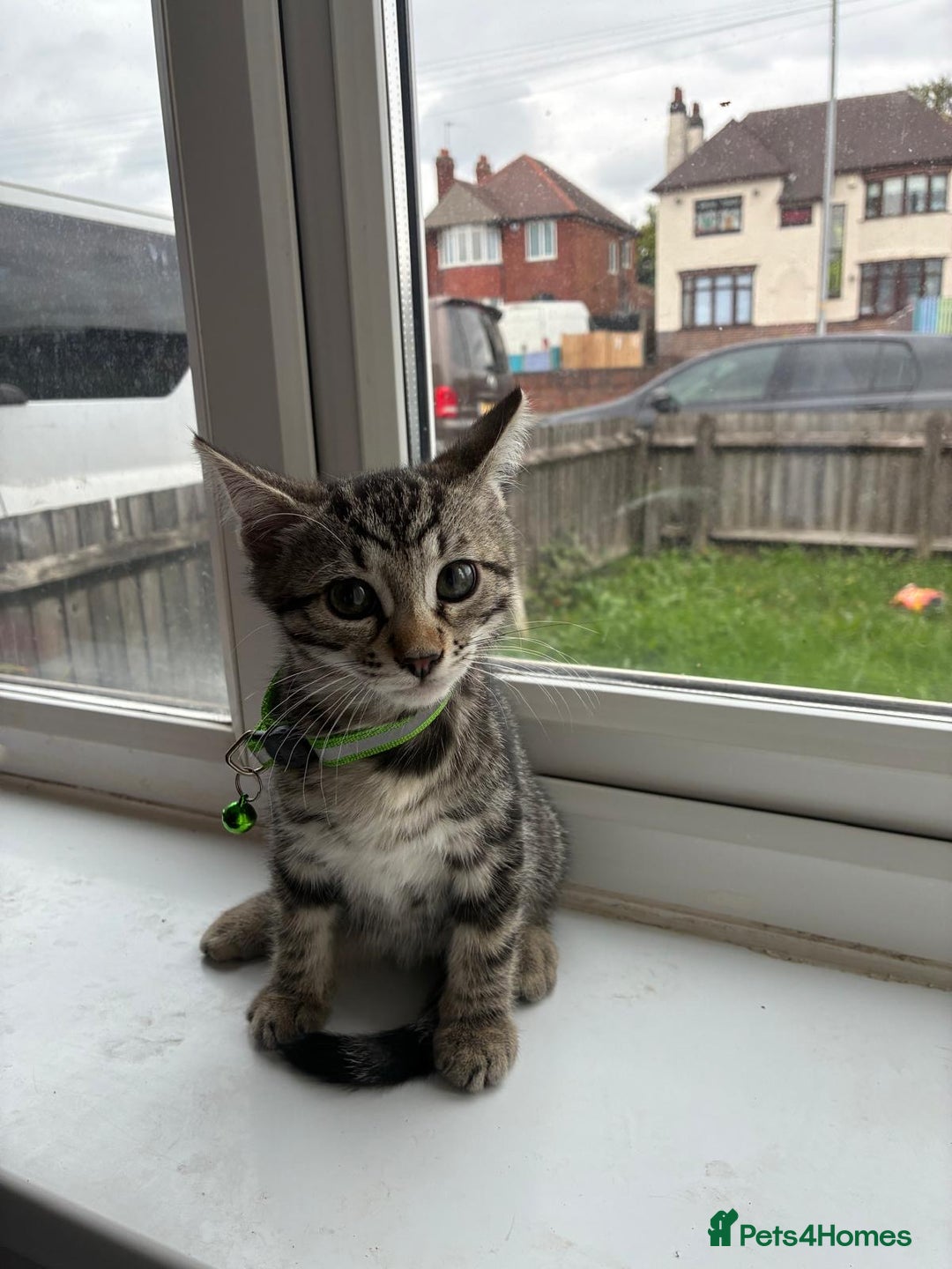 Bengal cats for sale: Bengal cross kittens - Image 4