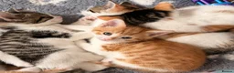 Mixed Breed cats for sale: Beautiful Bengal mix kittens  - Advert 7