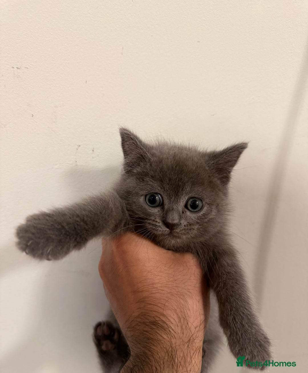 British Shorthair cats for sale: Beautiful British Shorthair Kitten - Advert 4