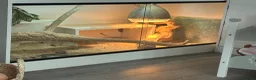 Bearded Dragon reptiles for sale: Bearded dragon and enclosure in Birmingham - Advert 3