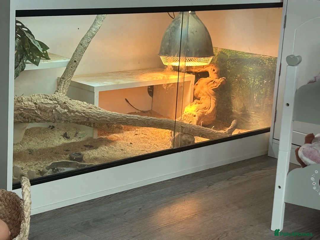 Bearded Dragon reptiles for sale: Bearded dragon and enclosure in Birmingham - Advert 3