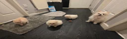 Pomeranian dogs for sale: 3 Girs super tiny - Advert 8