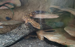 Leopard Gecko reptiles for sale: Female temper albino mack snow leopard gecko  - Image 1