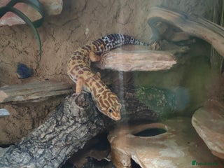 Leopard Gecko reptiles - Advert 11