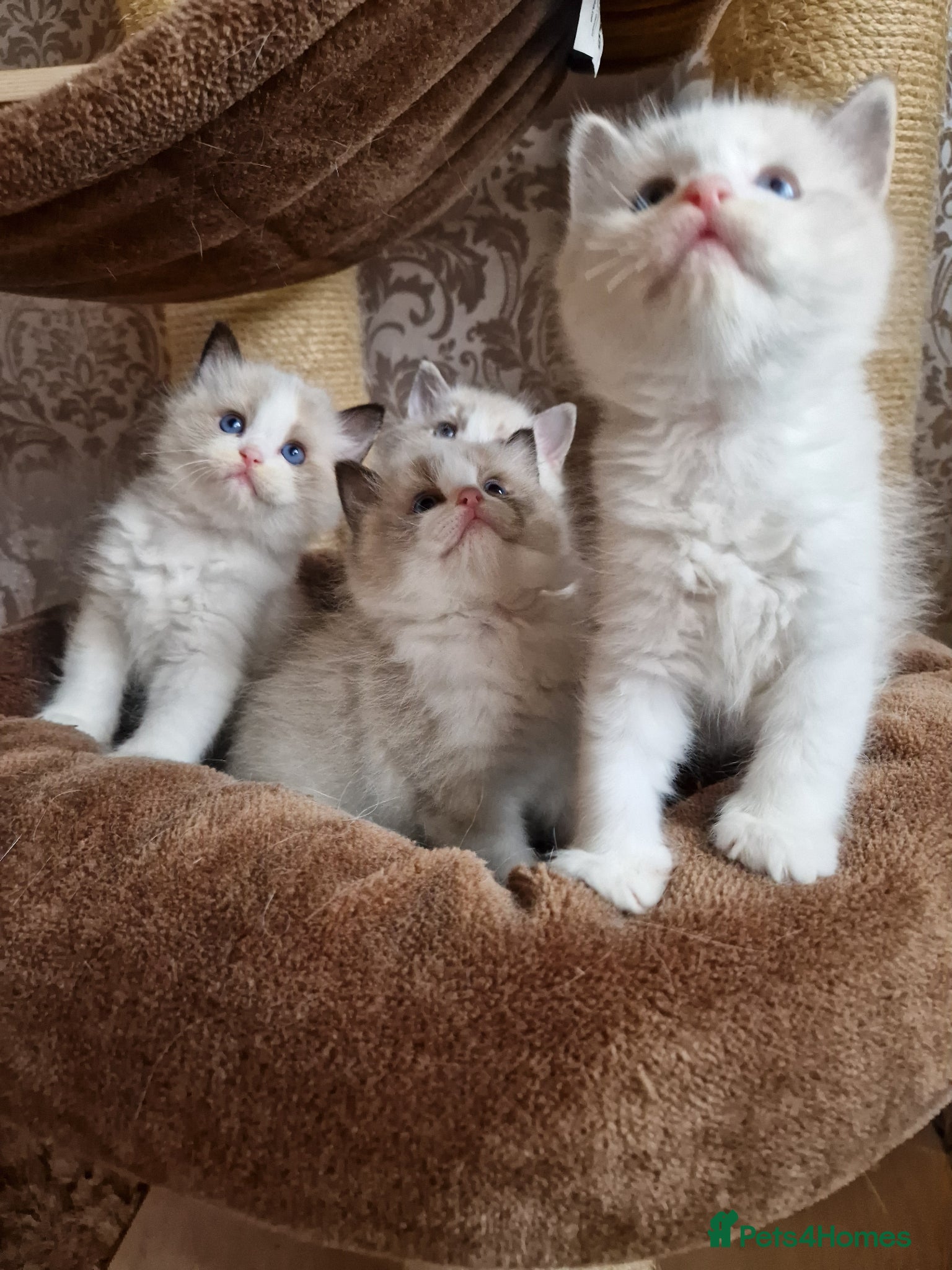 Ragdoll cats for sale: Show quality Ragdoll kittens - Advert 10