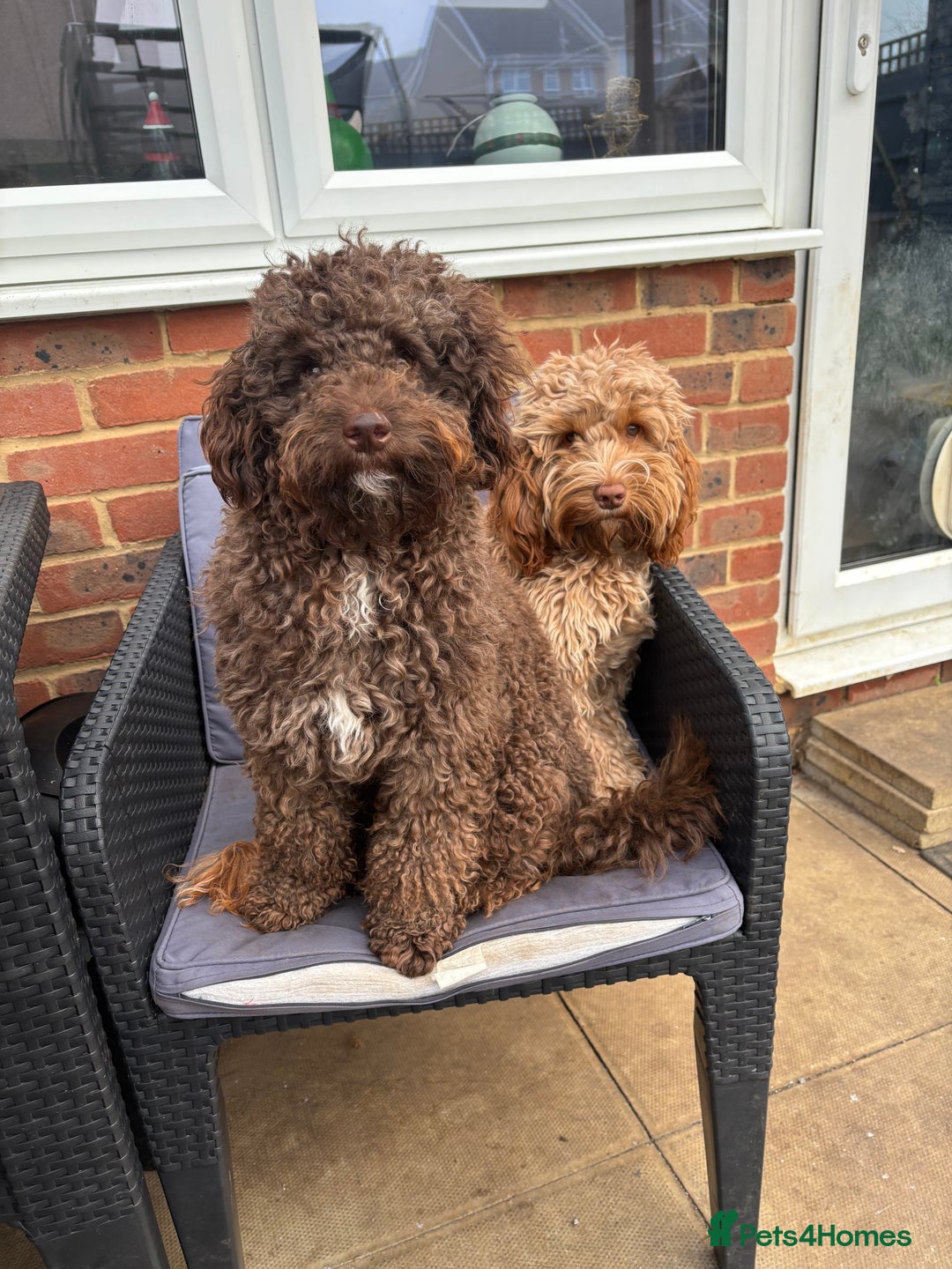 Cockapoo dogs for sale: Cute cockapoo puppies  - Image 4