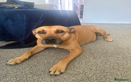 Mixed Breed dogs for sale: Staffordshire cross puppies  - Image 2