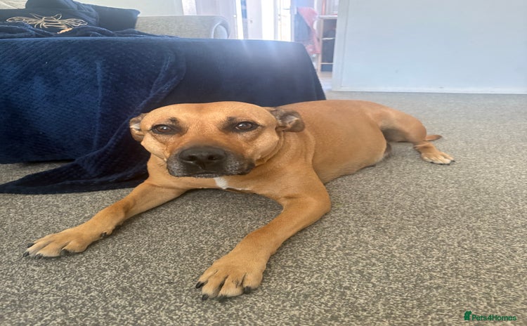 Mixed Breed dogs - Advert 1