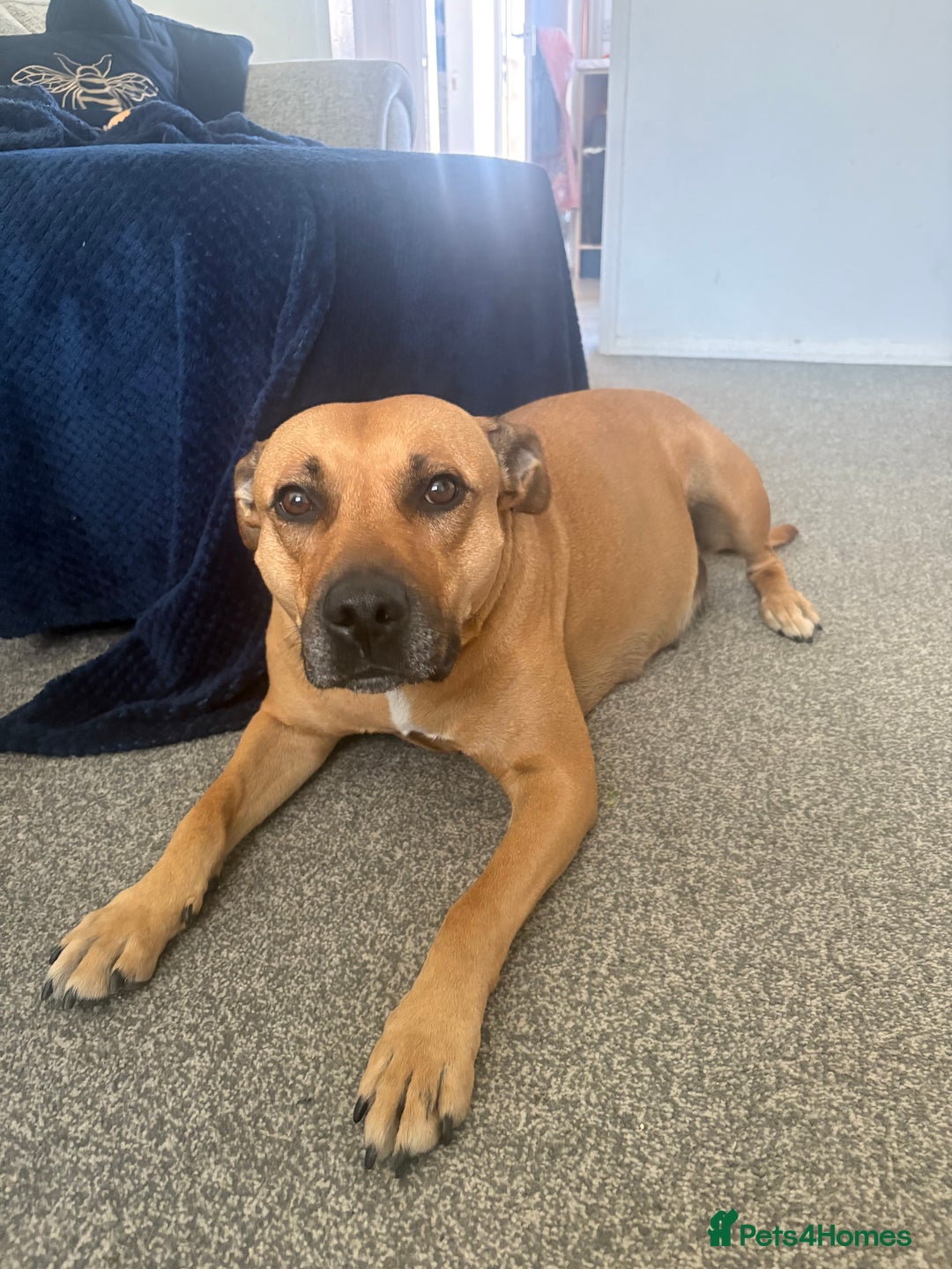 Mixed Breed dogs for sale: Staffordshire cross puppies  - Image 2