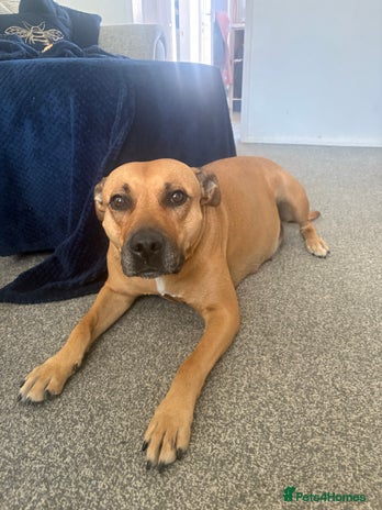 Mixed Breed dogs - Advert 1