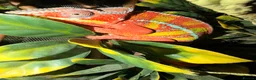 Chameleon reptiles for sale: Panther chameleons - Advert 4