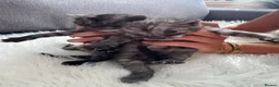 Egyptian Mau cats for sale: TICA Reg.Exceptional SILVER SMOKE EgyptianMAUxBeng - Advert 11