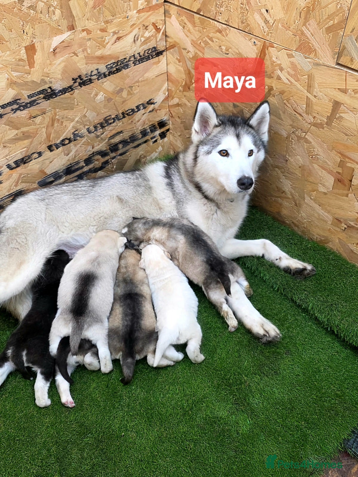 Siberian Husky dogs Siberian husky puppies  - Advert 1