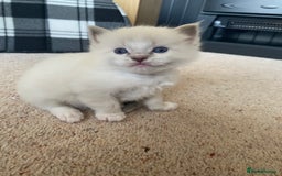 Ragdoll cats for sale: 6 ragdoll kittens  - Image 24