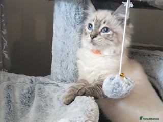 Ragdoll cats Beautiful GCCF Registered Lynx Ragdoll Kitten. - Advert 4