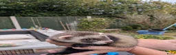 Mixed Breed rodents for sale: Ferret kitd - Advert 4