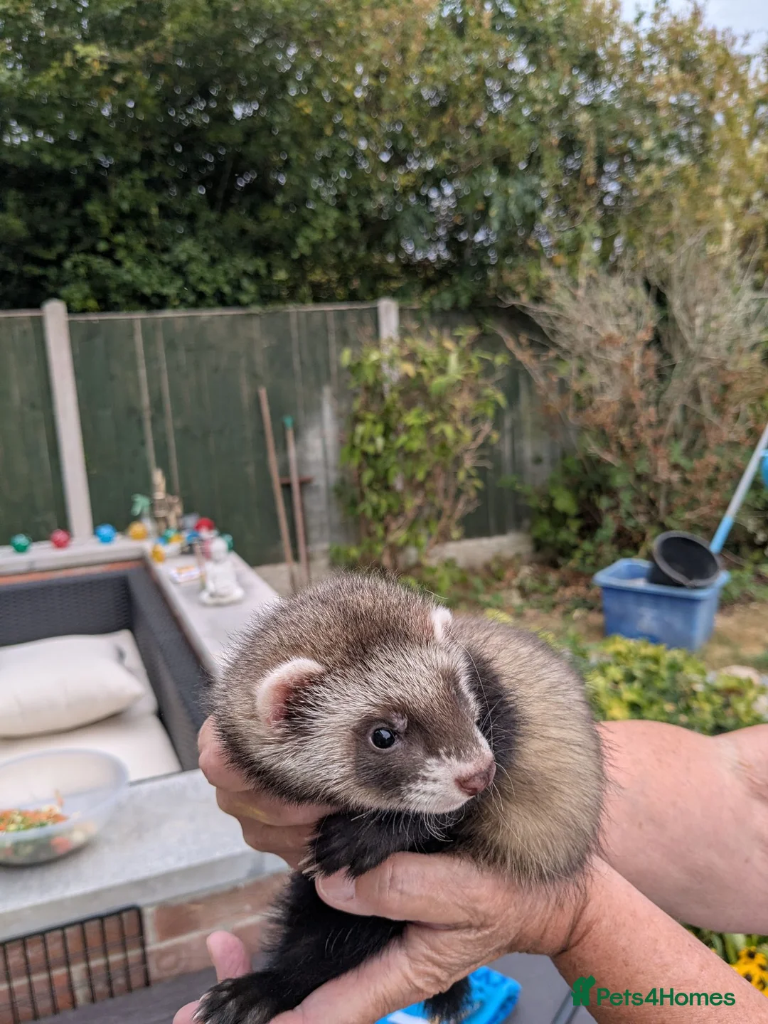 Mixed Breed rodents for sale: Ferret kitd - Advert 4