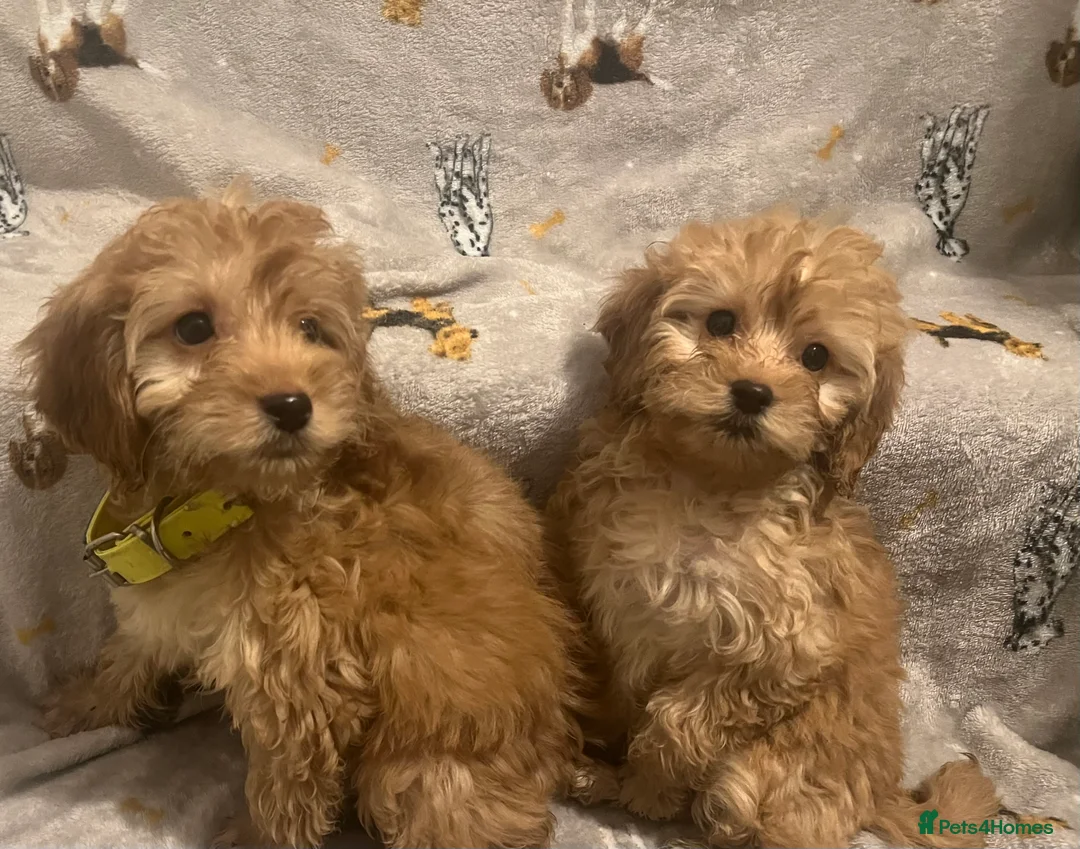 Cockapoo dogs for sale: Cockapoo puppies - Advert 13