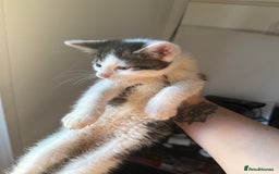Mixed Breed cats for sale: Moggie Kittens - Image 1