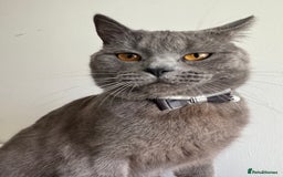 British Shorthair cats for stud: Meet the King of Cuddles in Barking - Image 1
