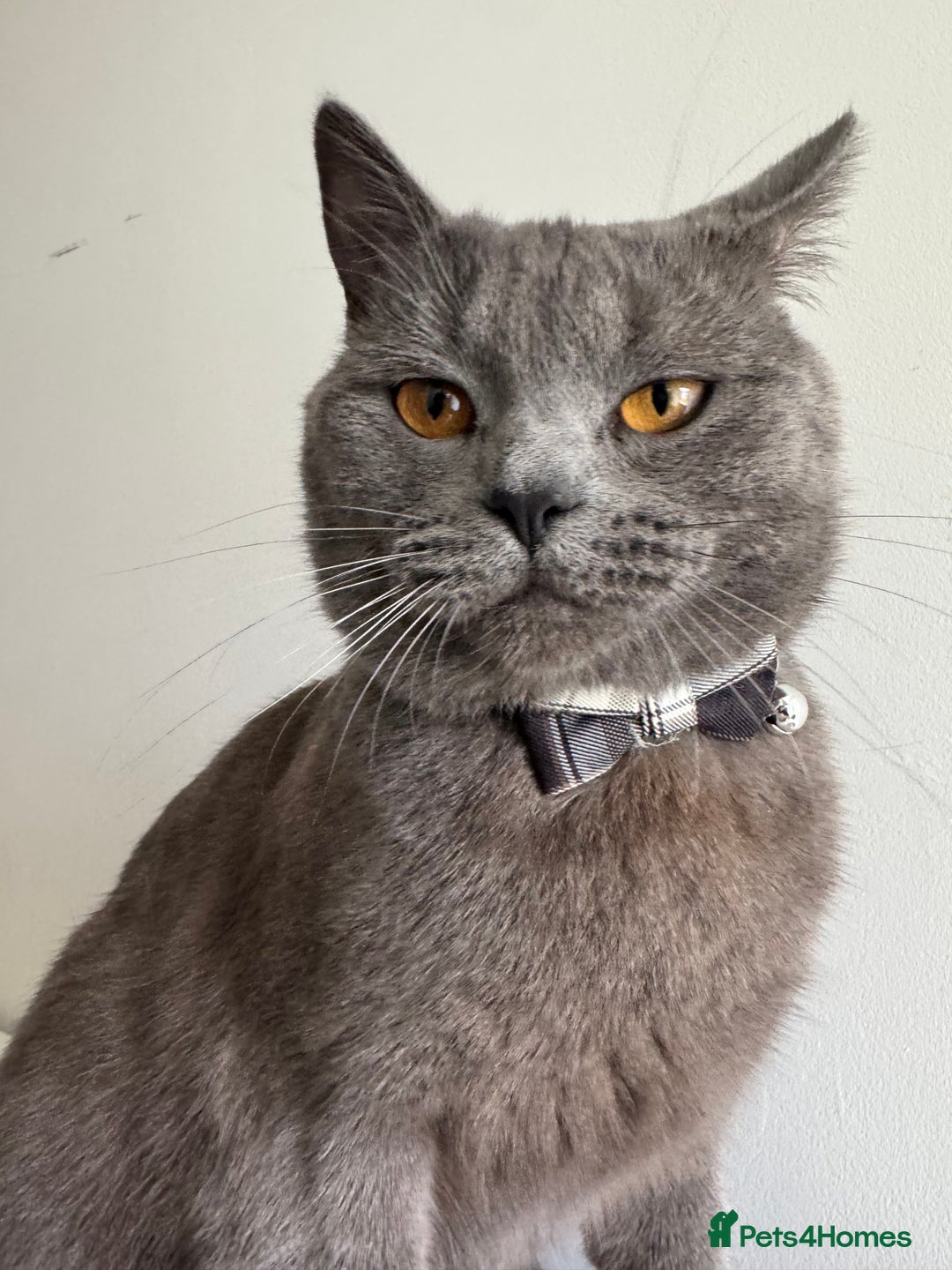 British Shorthair cats for stud: Meet the King of Cuddles in Barking - Image 1