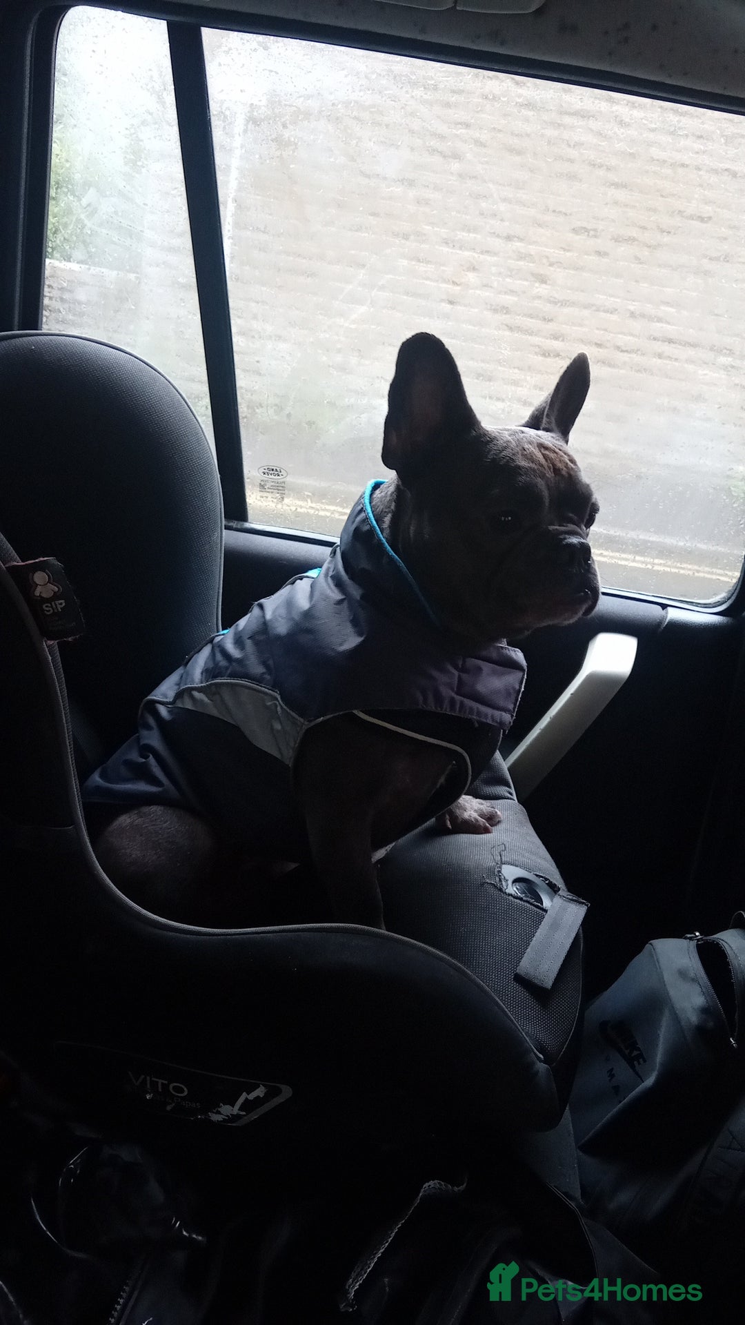 French Bulldog dogs for stud: Teddy 3 year old mini French Bulldog  - Advert 9