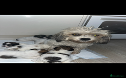 Shihpoo dogs for sale: Shihpoos  - Image 1
