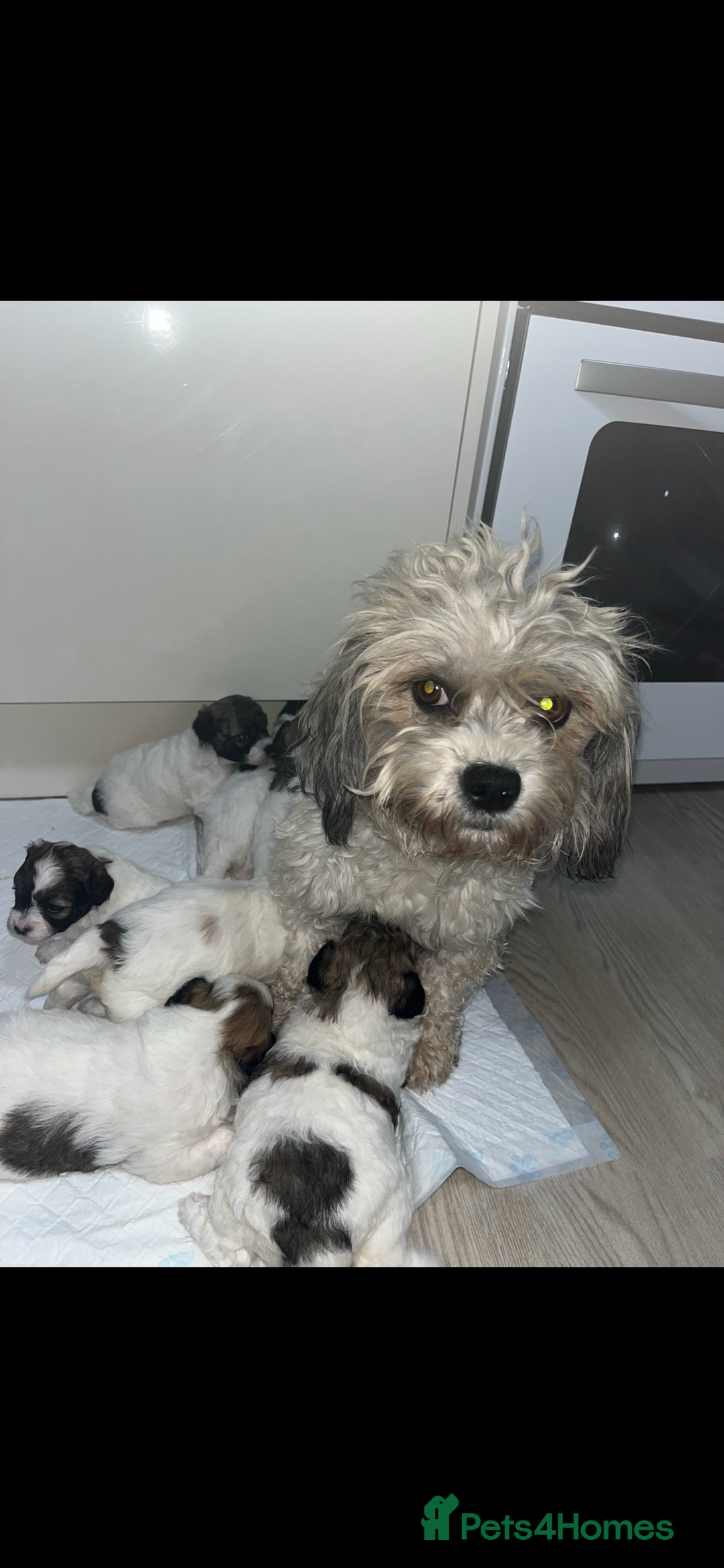 Shihpoo dogs for sale: Shihpoos  - Image 1