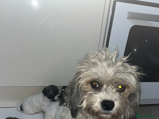 Shihpoo dogs - Advert 3