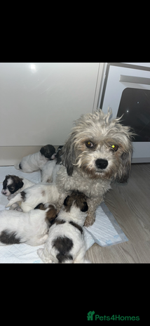 Shihpoo dogs - Advert 4