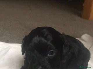 Cavapoo dogs Stunning black Cavapoo boy - Advert 1
