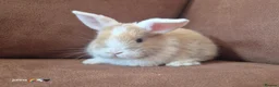 Mixed Breed rabbits for sale: Torte lion head lop  - Advert 8
