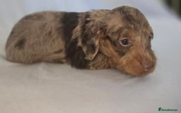 Doxiepoo dogs for sale: Adorable PRA clear daxipoos hypoallergenic  - Image 5