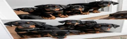 Dobermann dogs for sale: Ready now KC reg Beautiful doberman pups, 4 girls  - Advert 12