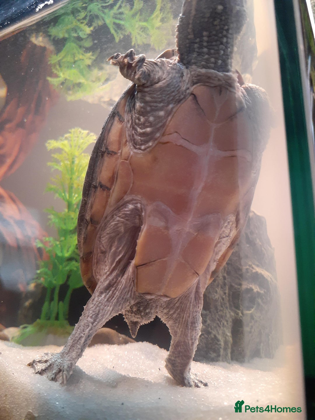 Turtle reptiles for sale: Musk Turtle for Rehoming - Advert 2