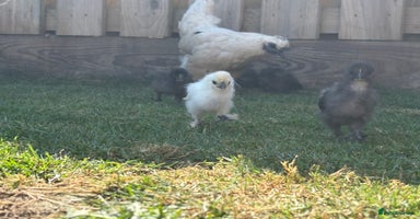 Chickens poultry - Advert 4