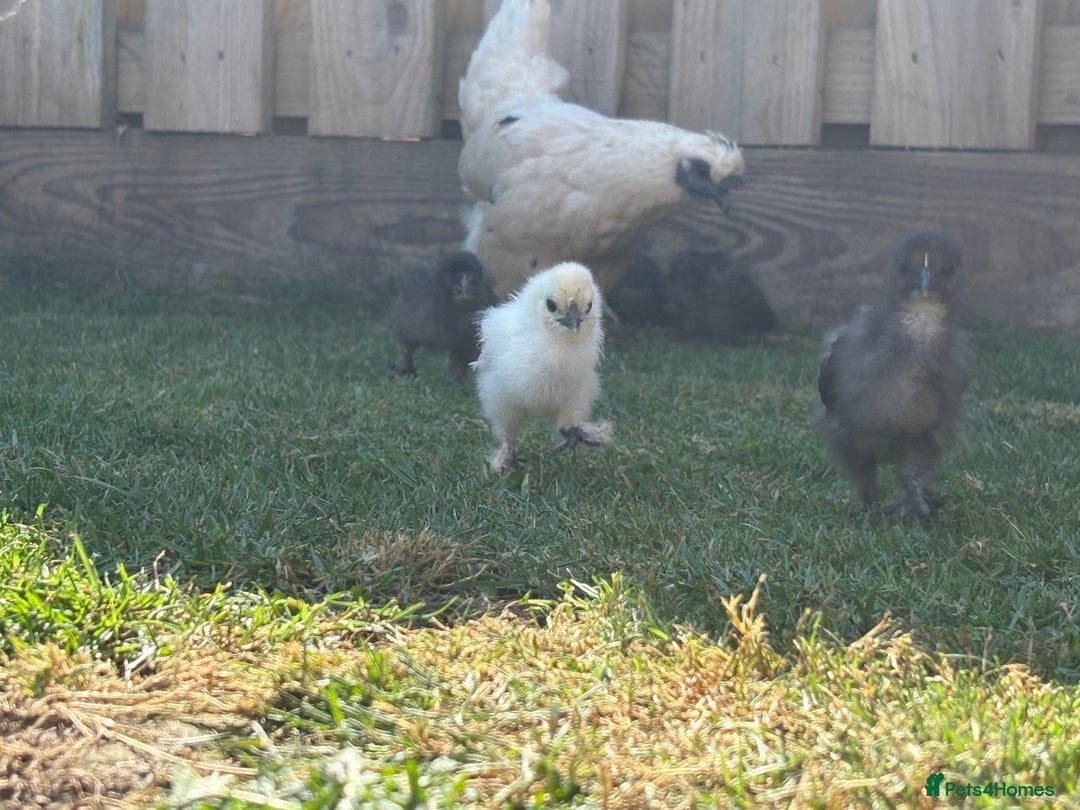 Chickens poultry for sale: Black & Paint Silkies - Image 3
