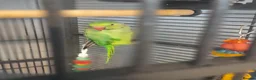 Parakeets birds for sale: Indian ringneck in Woking - Advert 2